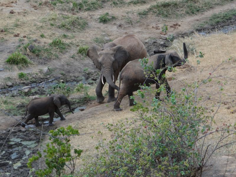 Elefanten um der Wasserstelle