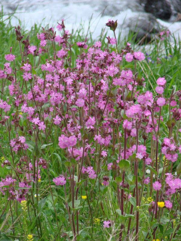 Alpenblumen ( Kuckucks-Lichtnelke )
