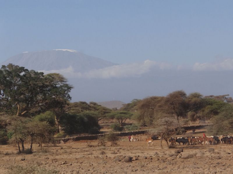 Massai mit ihren Rinderherden am Kilimandscharo