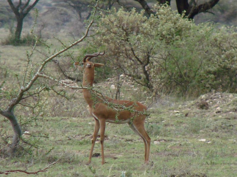 Giraffengazelle