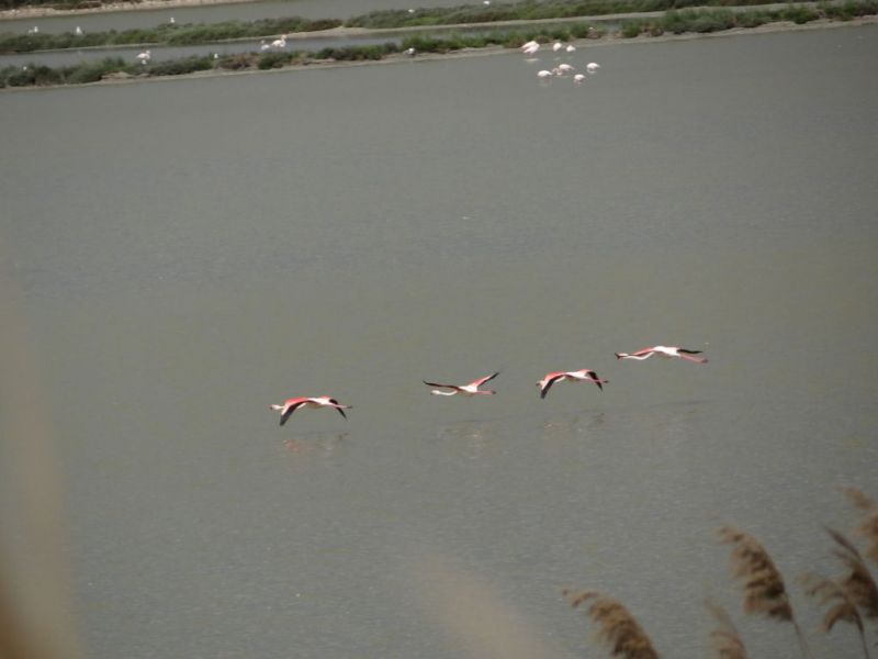 Bootsfahrt "Valli E Saline di Comacchio - erste Flamingos
